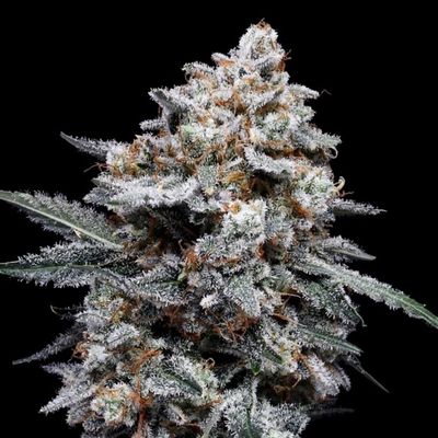 DNA Genetics - Patrick Swayze Auto (auto/fem.) 09727