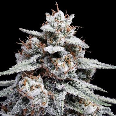 DNA Genetics - Skywalker Kush Auto (auto/fem.) 09730