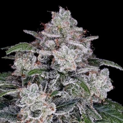 DNA Genetics - Return Of The MAC Auto (auto/fem.) 09729