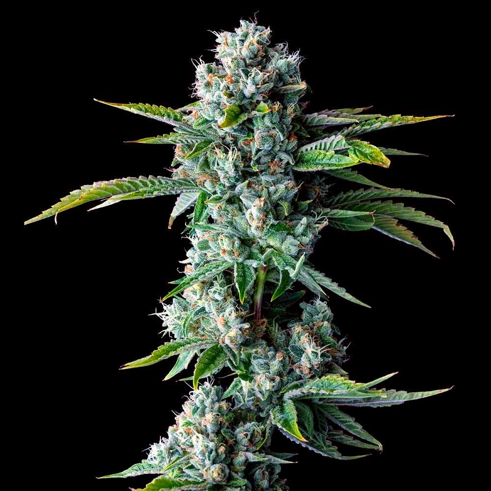 DNA Genetics - Skywalker Kush Auto (auto/fem.)
