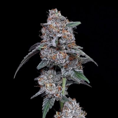 DNA Genetics - The Big Mac Auto (auto/fem.) 09731