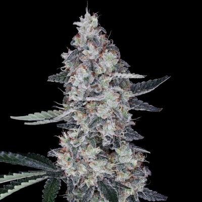 DNA Genetics - Watermelon Man Auto (auto/fem.) 09732