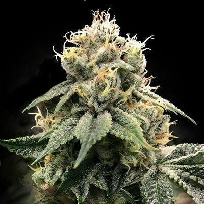 DNA Genetics - C.T.S Aka "Chocolate Truffle Shuffle" (fem.) 09733