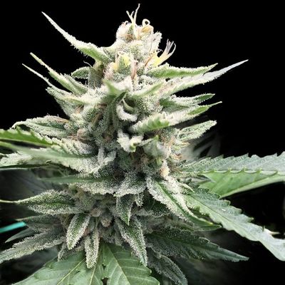 DNA Genetics - Honey Banana S1 (fem.) 09737