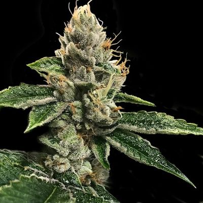 DNA Genetics - RP 43 aka Richard Petty (fem.) 09739