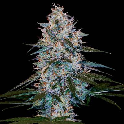 DNA Genetics - Chocolope Kush (reg.) 09741