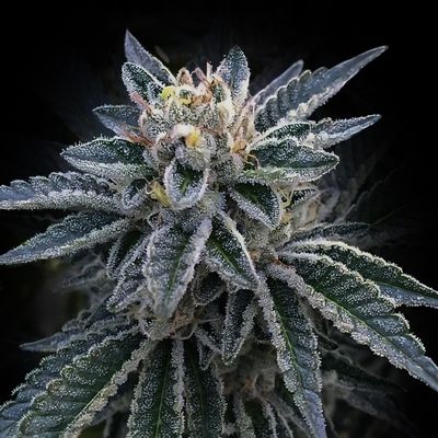 DNA Genetics - 3Peat (fem.) 09743