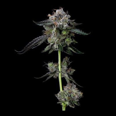 DNA Genetics - Four Prophets (fem.) 09745