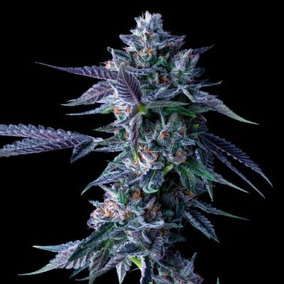 DNA Genetics - Chocolope (fem.) 05028