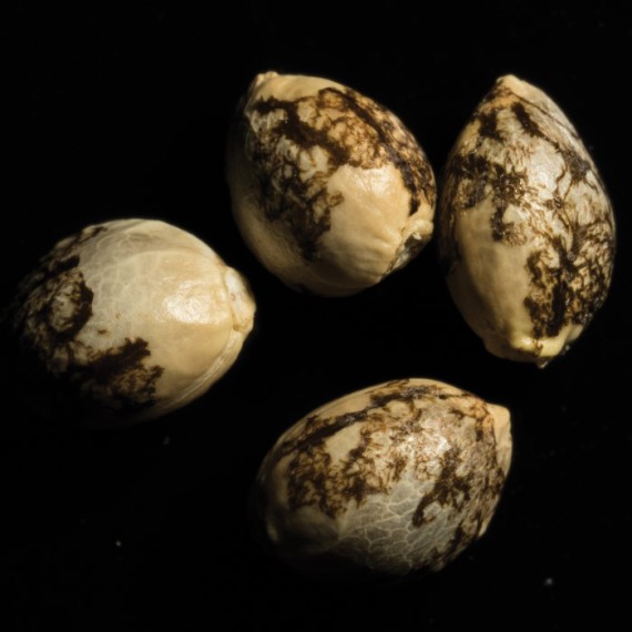 DNA Genetics - Chocolope (fem.)