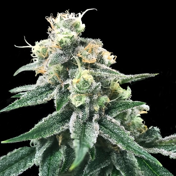 DNA Genetics - Swiss Miss (reg.)