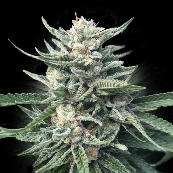 DNA Genetics - Chocolope 256 (reg.)