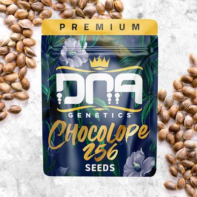 DNA Genetics - Chocolope 256 (reg.) 09752