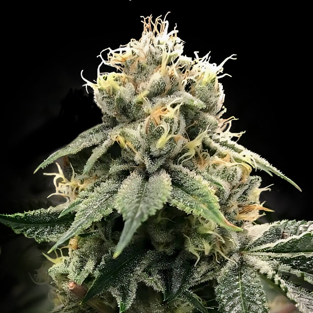 DNA Genetics - C.T.S Aka &quot;Chocolate Truffle Shuffle&quot; (reg.)