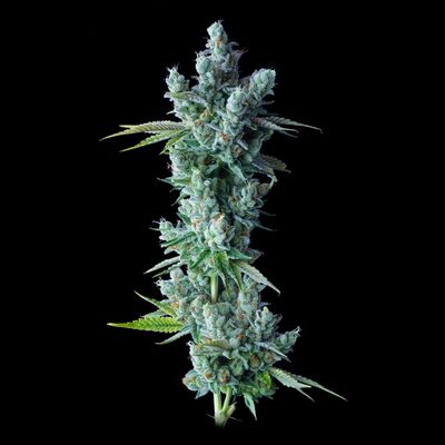 DNA Genetics - Kosher Dawg (fem.) 09754