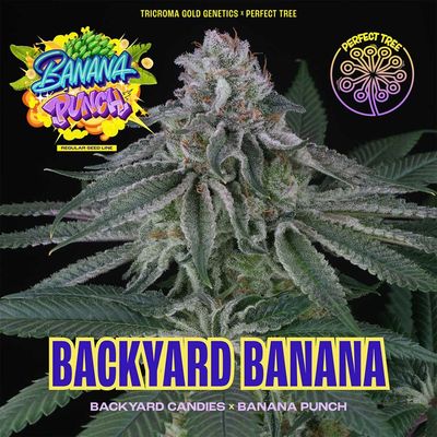 Perfect Tree Seeds - Backyard Banana (reg.) 09756