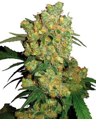 Sensi Seeds - Big Bud (fem.) 🏆 03895
