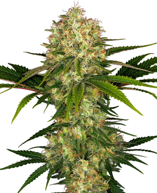 Sensi Seeds - Afghani #1 (fem.)