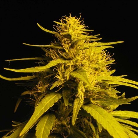 Nirvana Seeds - Haze 1 (fem.)