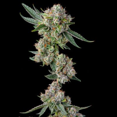 Compound Genetics - Glue 31 (fem.) 09759