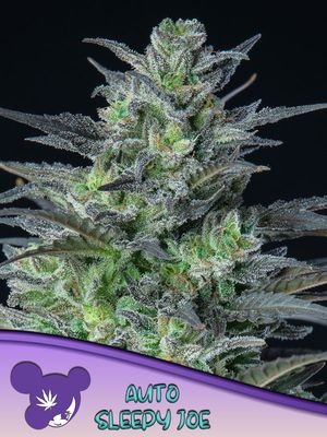 Anesia Seeds - Sleepy Joe Auto (auto/fem.) 09761