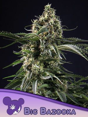 Anesia Seeds - Big Bazooka (fem.) 09764