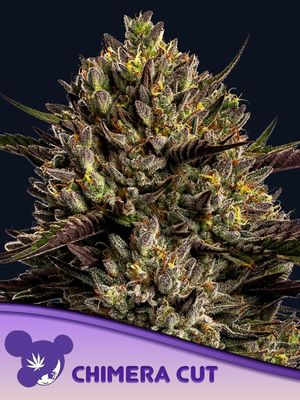 Anesia Seeds - Chimera Cut (fem.) 09766