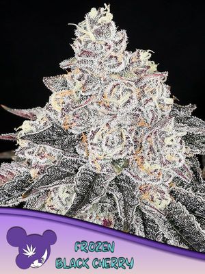 Anesia Seeds - Frozen Black Cherry (fem.) 09770