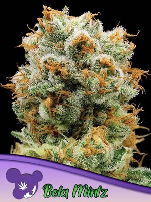 Anesia Seeds - Bola Mintz (fem.) 09765