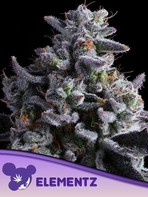 Anesia Seeds - Elementz (fem.) 09768