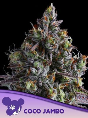Anesia Seeds - Coco Jambo (fem.) 09767
