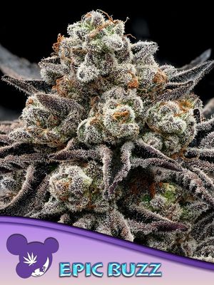 Anesia Seeds - Epic Buzz (fem.) 09769