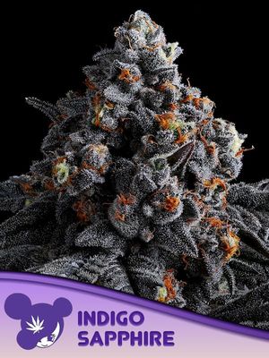 Anesia Seeds - Indigo Sapphire (fem.) 09774