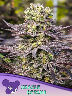 Anesia Seeds - Oracle Octane (fem.) 09775