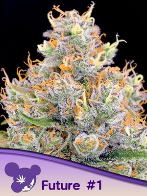 Anesia Seeds - Future #1 (fem.) 09771