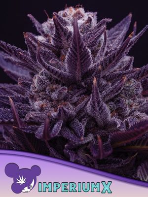 Anesia Seeds - Imperium X (fem.) 09773