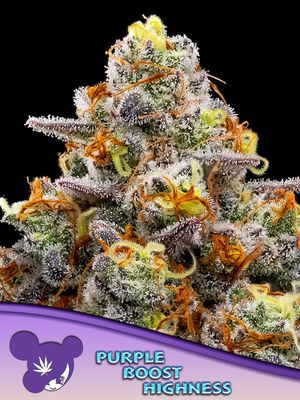 Anesia Seeds - Purple Boost Highness (fem.) 09776