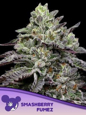 Anesia Seeds - Smashberry Fumez (fem.) 09778