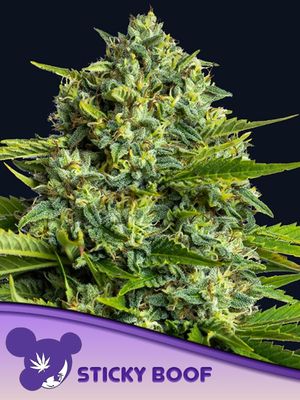 Anesia Seeds - Sticky Boof (fem.) 09779