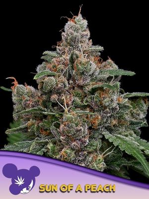 Anesia Seeds - Sun of a Peach (fem.) 09780