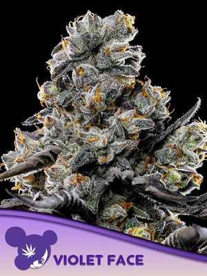 Anesia Seeds - Violet Face (fem.) 09781