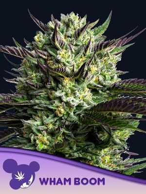 Anesia Seeds - WHAM BOOM (fem.) 09782