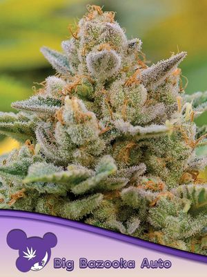 Anesia Seeds - Big Bazooka Auto (auto/fem.) 09784