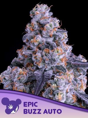 Anesia Seeds - Epic Buzz Auto (auto/fem.) 09785