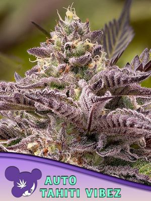 Anesia Seeds - Tahiti Vibez Auto (auto/fem.) 09791