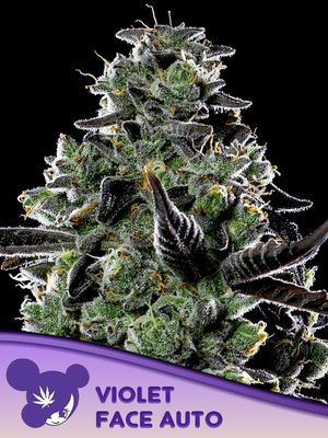 Anesia Seeds - Violet Face Auto (auto/fem.) 09792