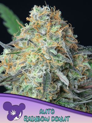 Anesia Seeds - Rainbow Donut Auto (auto/fem.) 09789