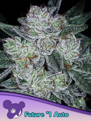 Anesia Seeds - Future #1 Auto (auto/fem.) 09788