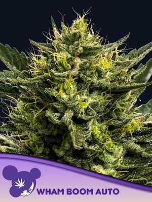 Anesia Seeds - WHAM BOOM Auto (auto/fem.) 09793