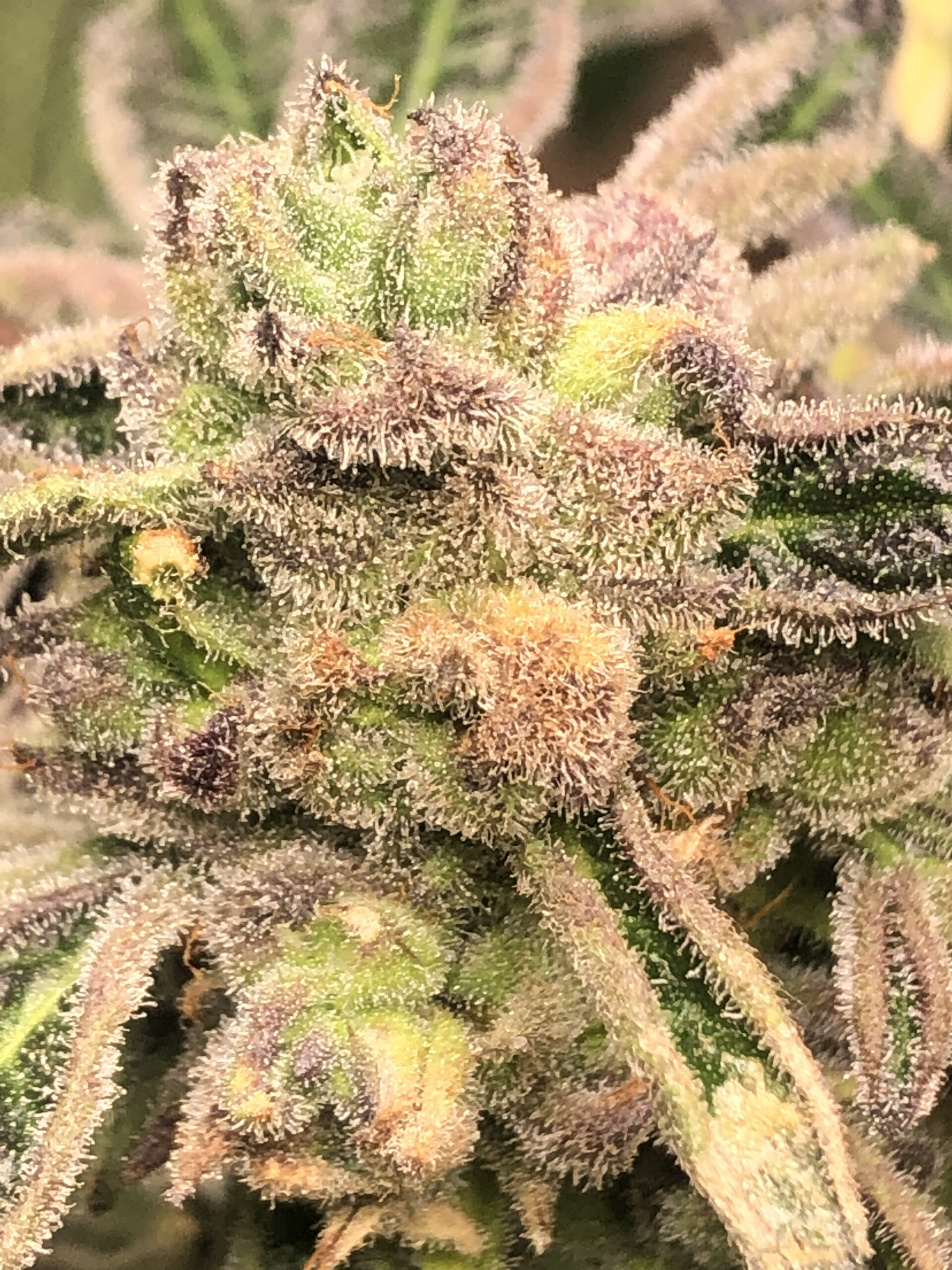 Elev8 Seeds - Apple Fritter S1 (fem.) 🇺🇸
